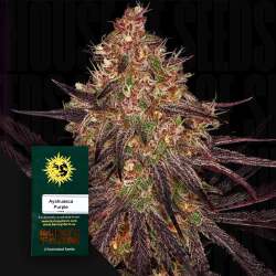 Ayahuasca Purple - Barney's Farm