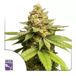 Dutch Passion Green Papaya 3er Pack