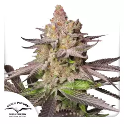 Dutch Passion Melonade Runtz 3er Pack