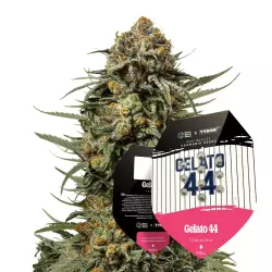 Royal Queen Seeds x Tyson Gelato 44 3 Samen