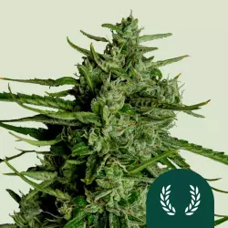 Royal Queen Seeds Titan F1 3 Samen
