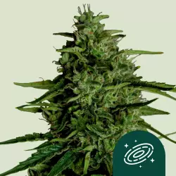 Royal Queen Seeds Milky Way F1 3 Samen