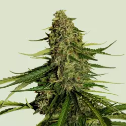 Royal Queen Seeds Gaia F1 3 Samen