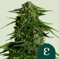 Royal Queen Seeds Epsilon F1 3 Samen
