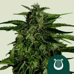 Royal Queen Seeds Apollo F1 3 Samen