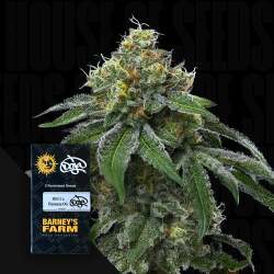 RS11 x Banana OG - Barney's Farm x Doja