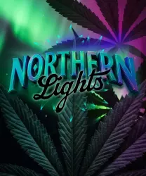 Barneys Farm Northern Lights 3er Packung + 3er Gift Pack gratis dazu