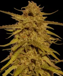 Barneys Farm Pineapple Haze Regular - 10 Samen