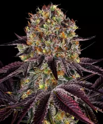 Barneys Farm Runtz x Layer Cake 3er Pack + 3er Giftpack Gratis dazu