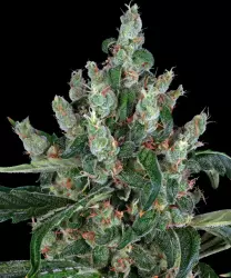 Barneys Farm Laughing Buddha 3er Pack + 3er Gift Pack gratis