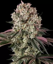 Barneys Farm Glookies 3er Pack + 3er Giftpack Gratis dazu