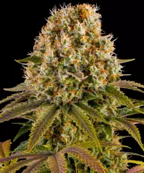 Barneys Farm Strawberry Lemonade 3er Pack + 3er Giftpack Gratis dazu