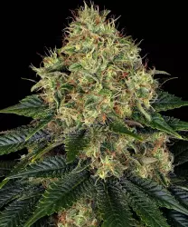 Barneys Farm Skywalker OG Auto 3er Pack + 3er Giftpack Gratis dazu