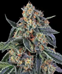 Barneys Farm Cookies Kush 3er Pack + 3er Giftpack Gratis dazu