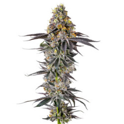 Lobster Butter Auto - Growers Choice feminisiert 3er Pack
