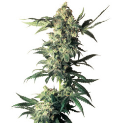 Northern Lights Auto Feminisiert 3er Pack