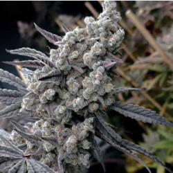 Pineapple Pucker - Solfire Gardens feminisiert 6er Pack