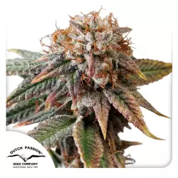 Dutch Passion Auto Kingston Punch - 3 Samen