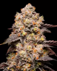 Cookies Seeds Dried Fruit 3 Stück