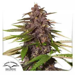 Dutch Passion Auto Forbidden Cherry - 3 Samen