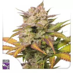 Dutch Passion Auto Sweet Bourbon Kush - 3 Samen