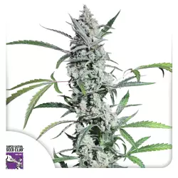 Dutch Passion Fat Pete's Cookies Auto - 3 Samen
