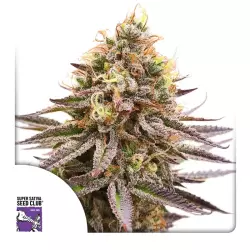 Dutch Passion Gorilla Super Glue - 3 Samen