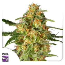 Dutch Passion TnT Trichome - 3 Samen
