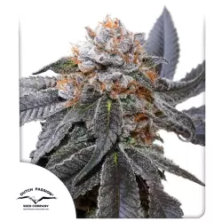 Dutch Passion Blue Zushi - 3 Samen
