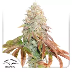 Dutch Passion Auto Banana Blaze - 3 Samen