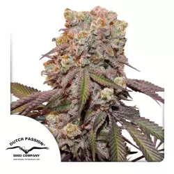 Dutch Passion Auto Candy Bubatz XL 3er Pack