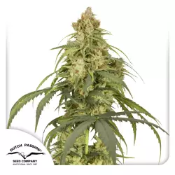 Dutch Passion Auto CBD-Victory - 3 Samen
