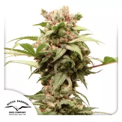 Dutch Passion Auto CBG-Force - 3 Samen