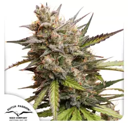 Dutch Passion Auto Melonade Runtz - 3 Samen