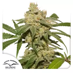 Dutch Passion Auto Oh My Gusher - 3 Samen