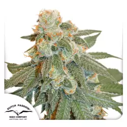 Dutch Passion Auto Orange Bud - 3 Samen