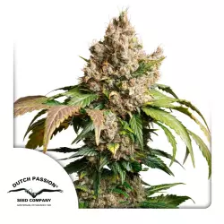 Dutch Passion Auto Red Tropicana Cookies - 3 Samen