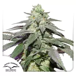 Dutch Passion Auto Skywalker Haze - 3 Samen