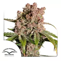 Dutch Passion Auto Strawberry Soda - 3 Samen
