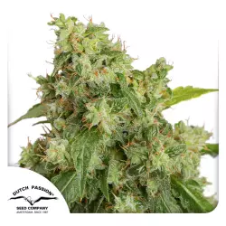 Dutch Passion Auto Xtreme Haze - 3 Samen