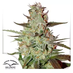 Dutch Passion Blue Auto Mazar - 3 Samen