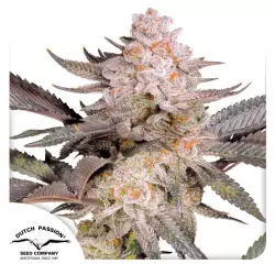 Dutch Passion Orange Bud 2.0 - 3 Samen