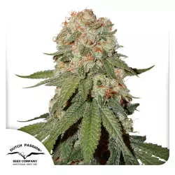 Dutch Passion Orange Bud - 3 Samen