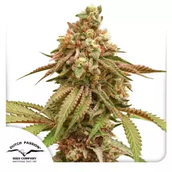 Dutch Passion Tropical Tangie - 3 Samen