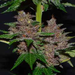 G13 Labs Purple Haze 5er Pack