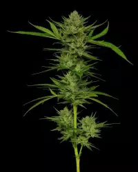Humboldt Seed Co. Slightly Stoopid Fruits - 3 Samen
