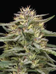Humboldt Seed Co. Raspberry Parfait - 3 Samen