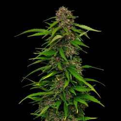 Humboldt Seed Co. Squirt Auto - 3 Samen