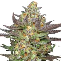 Humboldt Seed Co. Mint Jelly Auto - 3 Samen
