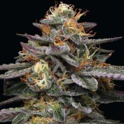 Humboldt Seed Co. Vanilla Frosting - 3 Samen
